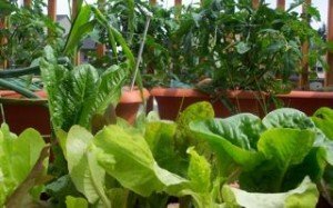 6 Tips for Vegetable Gardening in Containers