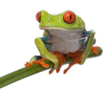 Eat The Frog – Or Do the Hardest Thing First! Stop Procrastinating