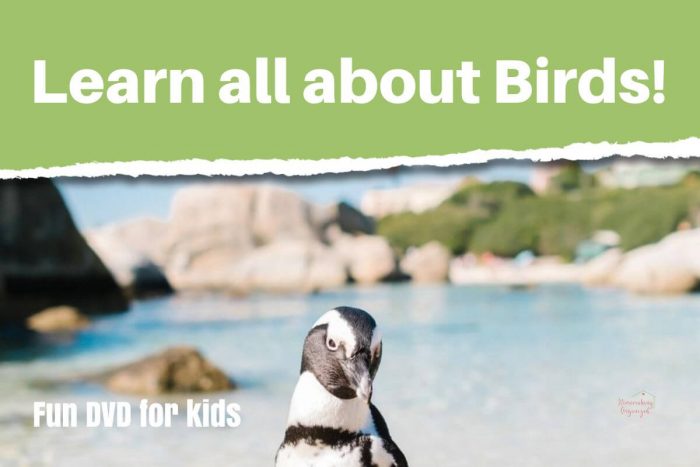 A Bird Study To your Homeschool Science