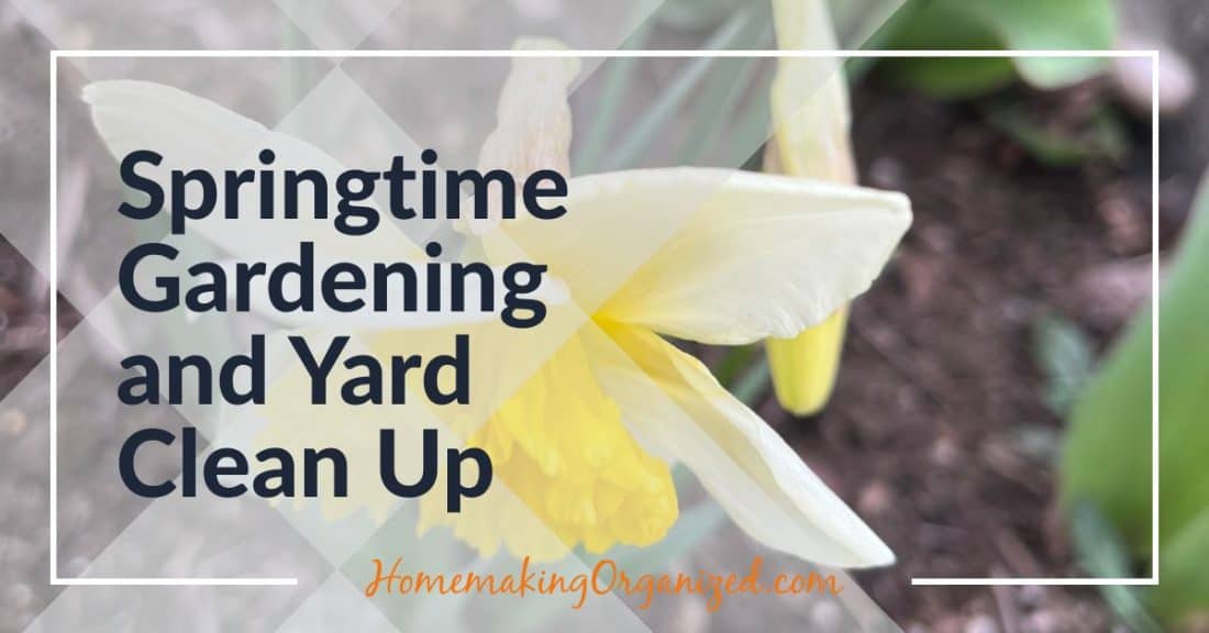 daffodil in the ground